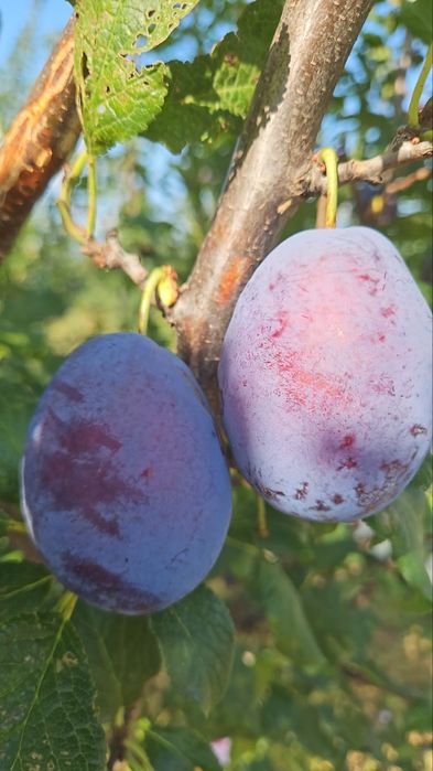 Vand prune pentu tuica si palinca