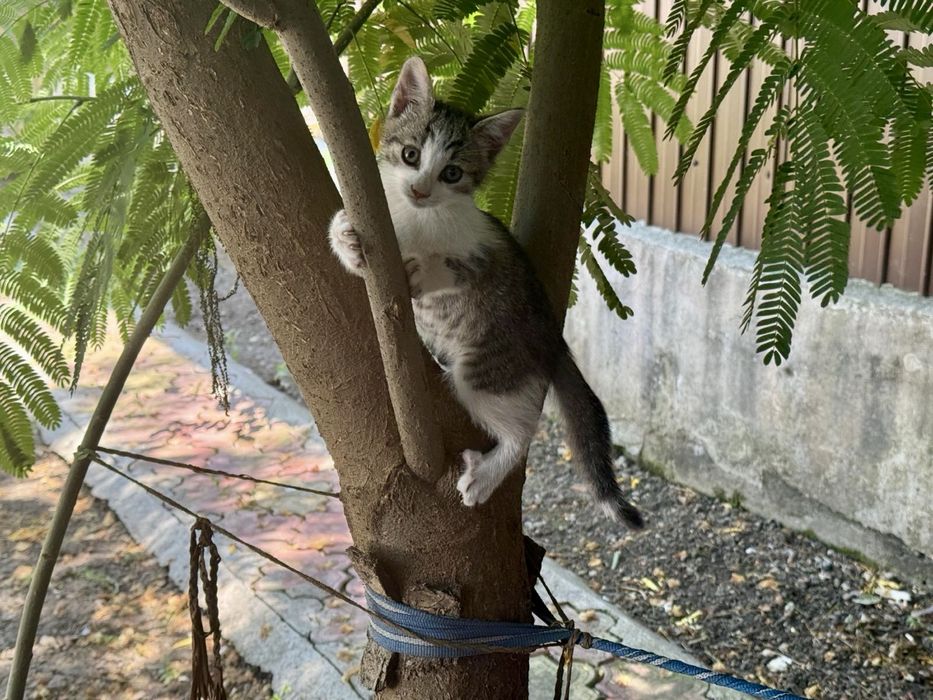 Pisicute adoptie