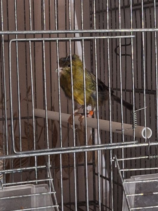 Canari cântăreți