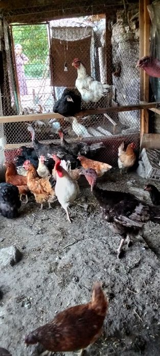 Продам индюков самца и 3самки