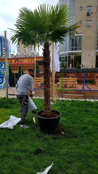 Palmieri trachycarpus fortunei de mai multe dimensiuni