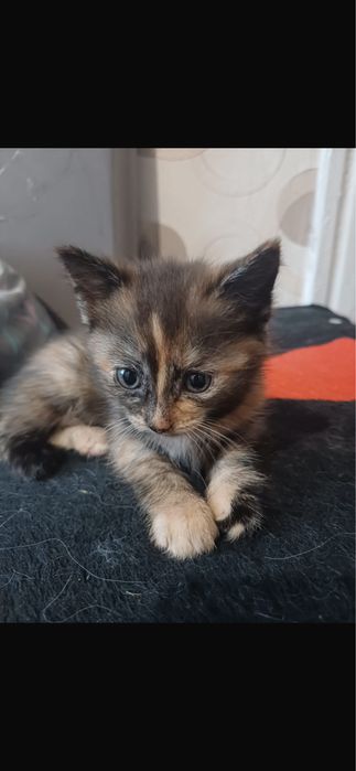 Отдам котят бесплатно