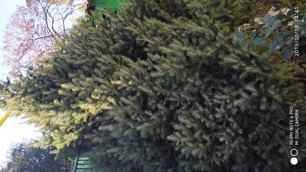 Ёлки ёлки ёлки ёлки