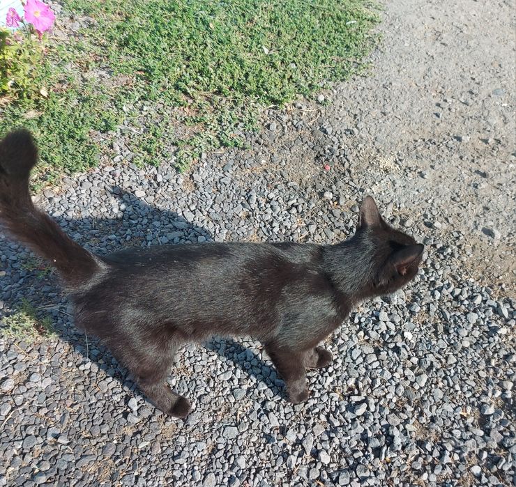Отдам кота возраст 2 года
