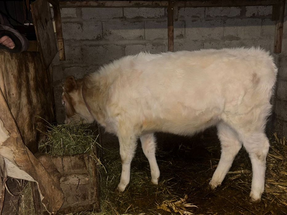 Ұрғашы тана сатылады