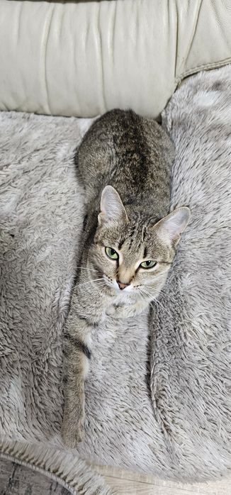 Отдам в заботливые руки молодую кошечку.