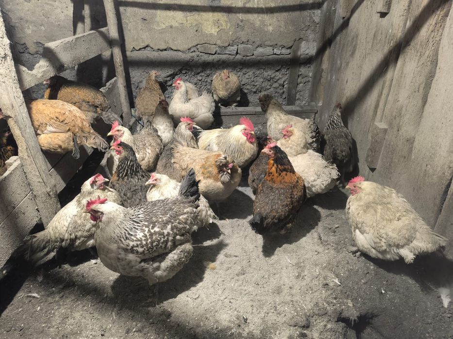 Домашние куры (смесь с брама)