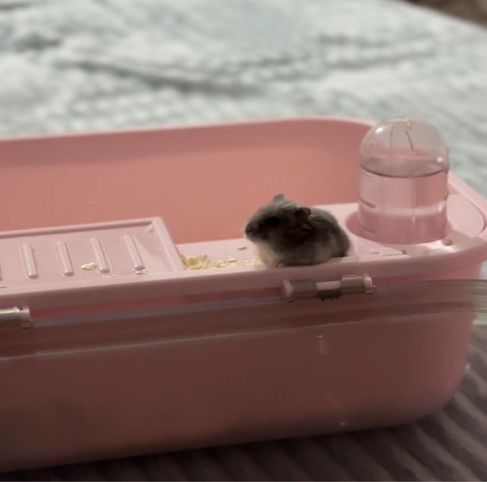 Хомяк джунгарский