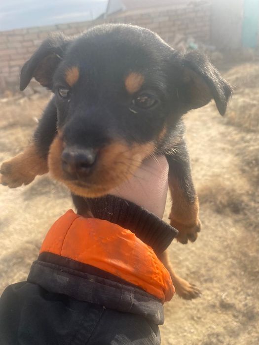 Продам ягтерьера