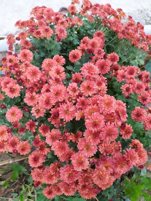 Цветы на рассаду дачные