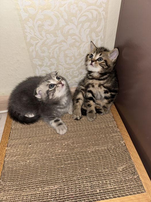 Британские котята