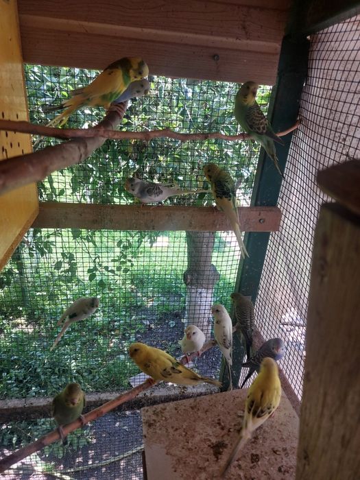 Papagali Peruși de vânzare