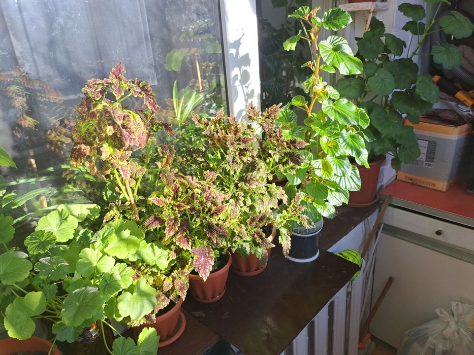 Продам цветы в Коктале