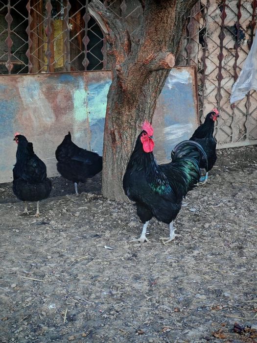 Jersiy gigant va Astralop zodliy tovuq tuxumlariga zakaz olamizi