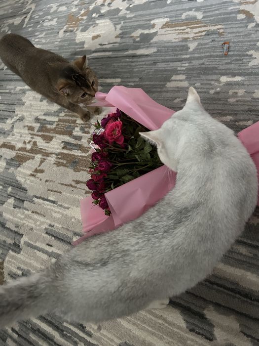 Кот на взяку  британский