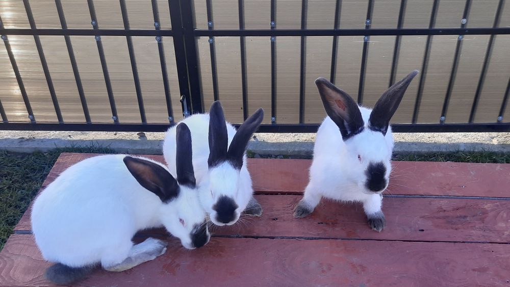 Iepuri Uriaș de Transilvania