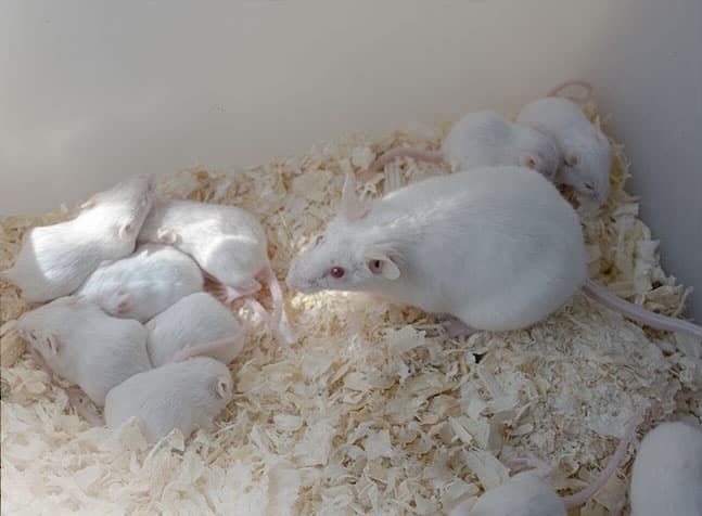 Мыши белые кормовые лабораторные