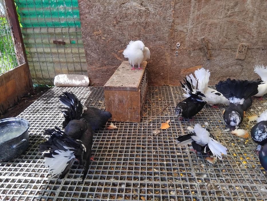 Porumbei voltați de vanzare