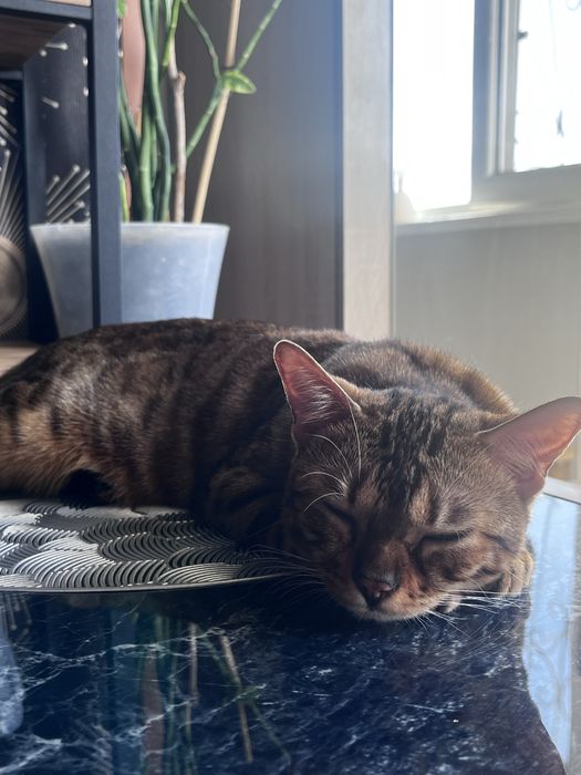 СРОЧНО Продаётся бенгальская кошка девочка