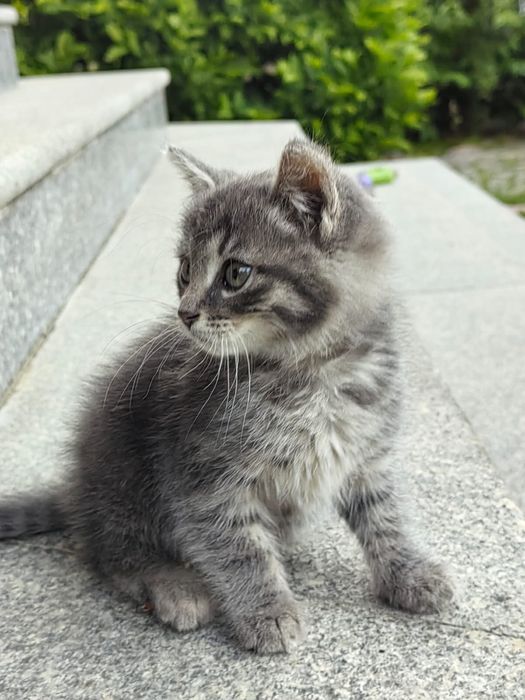 котенок.