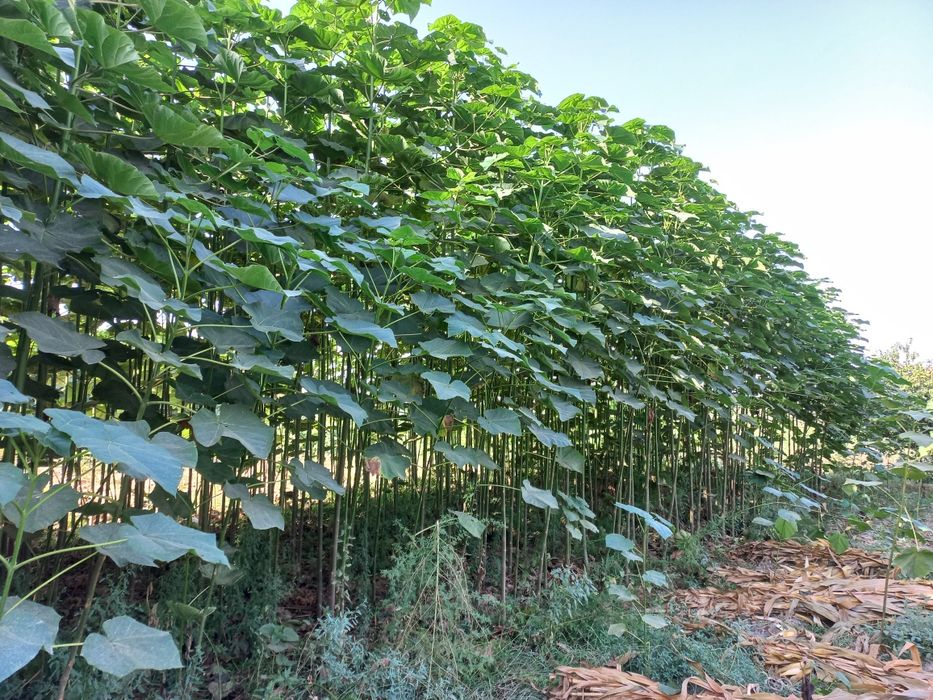 Павлунияа кучатларига закас оламиз