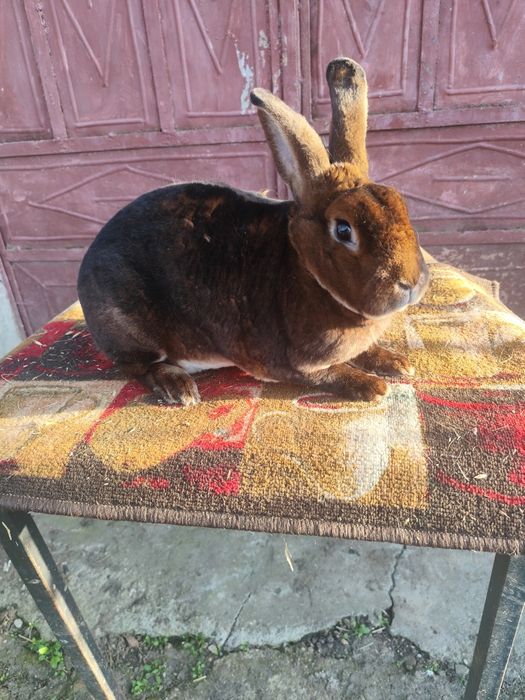 Rex Albastru și Rex Castor