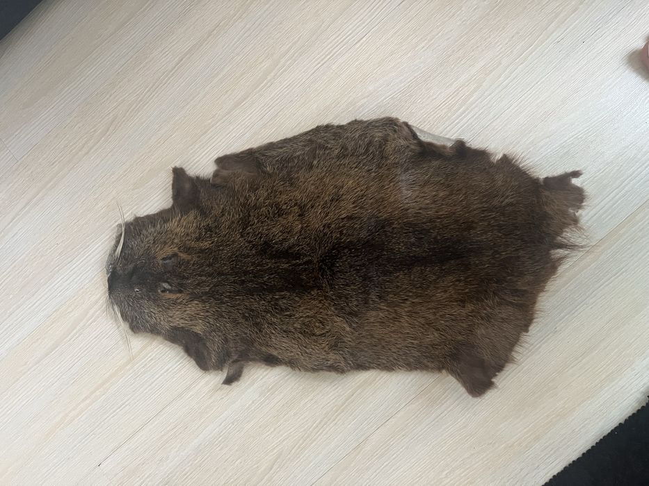 кожи от животни обработени