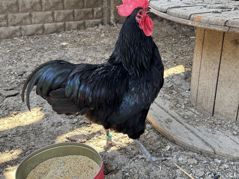Cocos Australorp