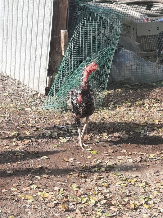 Дакан бойцовый куры