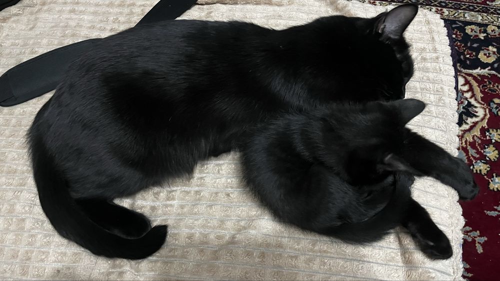 Котенок Уголек ищет семью.