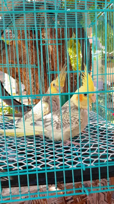 Карелла Попугайчик