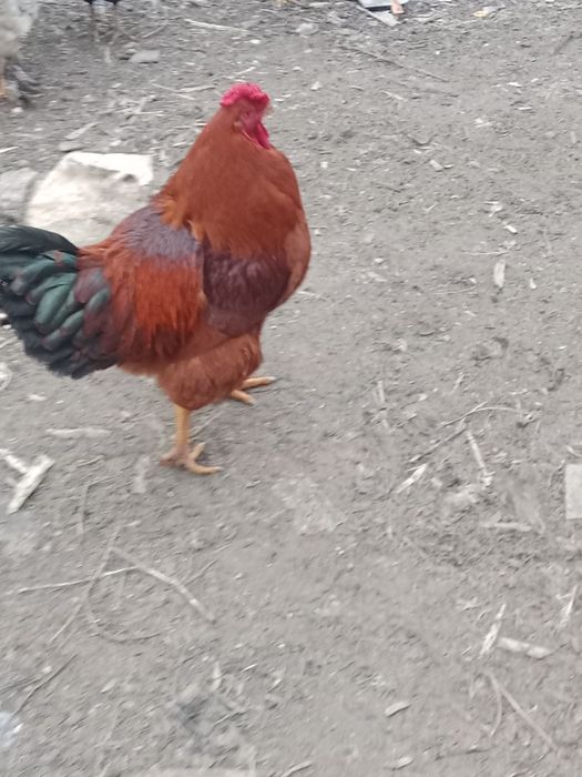 Продам Питуха домашнего