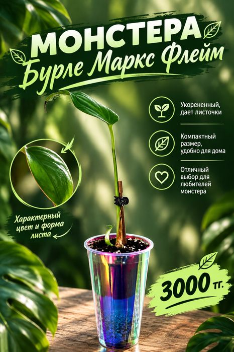 Эпипремнум, Альба, Бурле Маркс Флей, Монстера