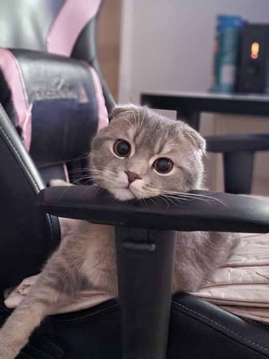 Вислаухи шотландец с умным лотком