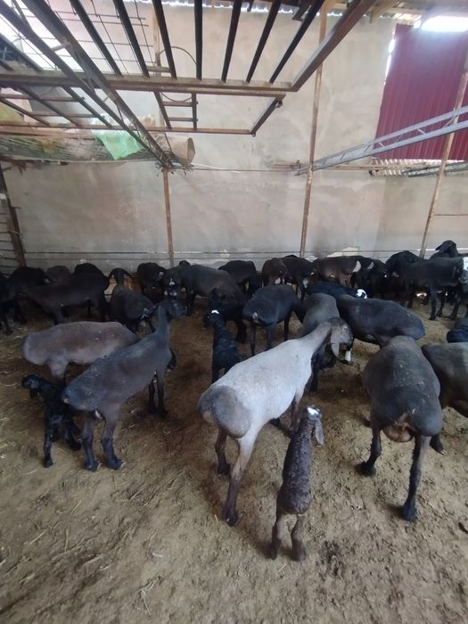 Исори она бола койлар