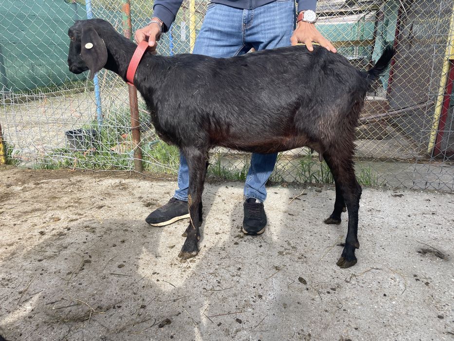 Capra Anglo-nubiana cu pedigree + ieduta si ied