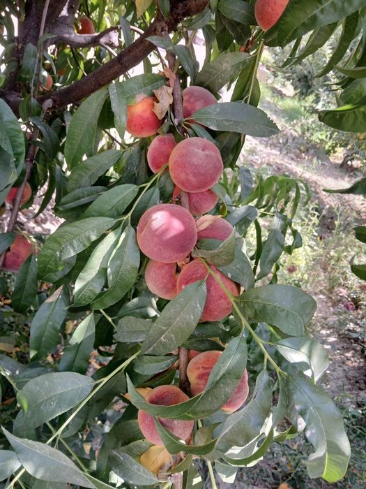 Samarqand mevali kuchtalar optim