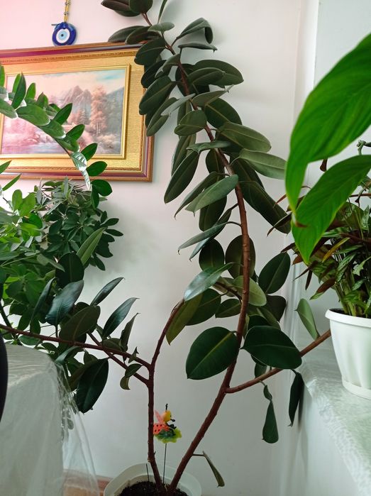 СРОЧНО ПРОДАМ дерево фикус 20000