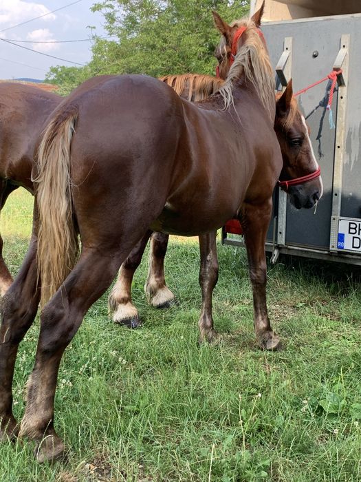 Vand manza 1,5 ani