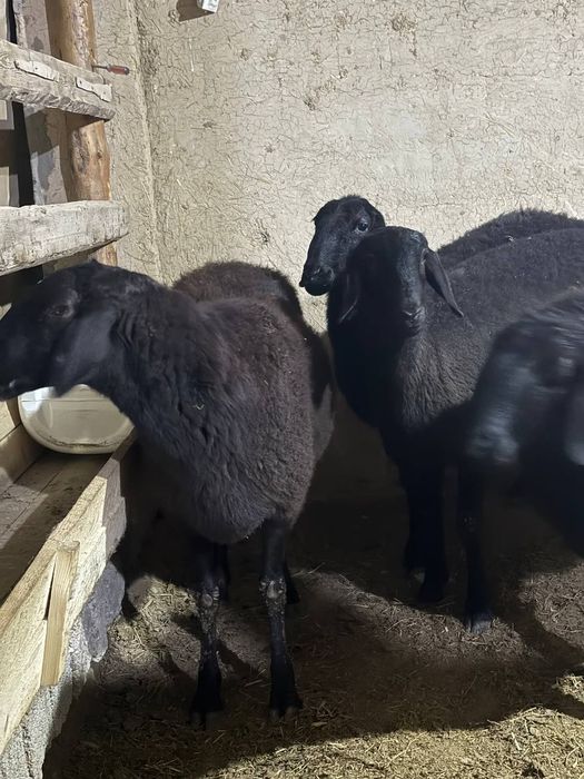 Surxondaryo xusori qoylari