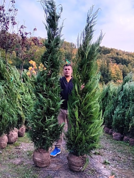 Vând chiparos leylandii