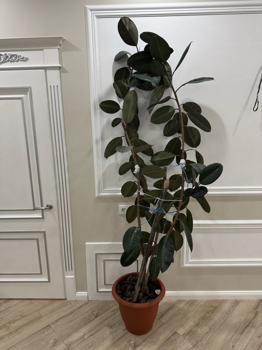 Фикус 2 метра высотой