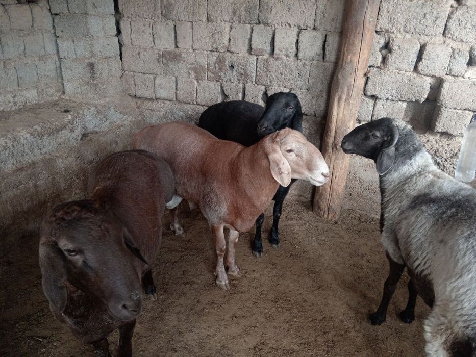 Qochqor qoy koy кочкор кой