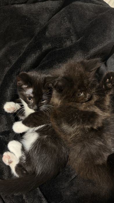 Котята за кока колу