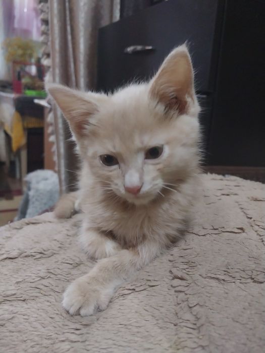 Котик персикового окраса. Домашний