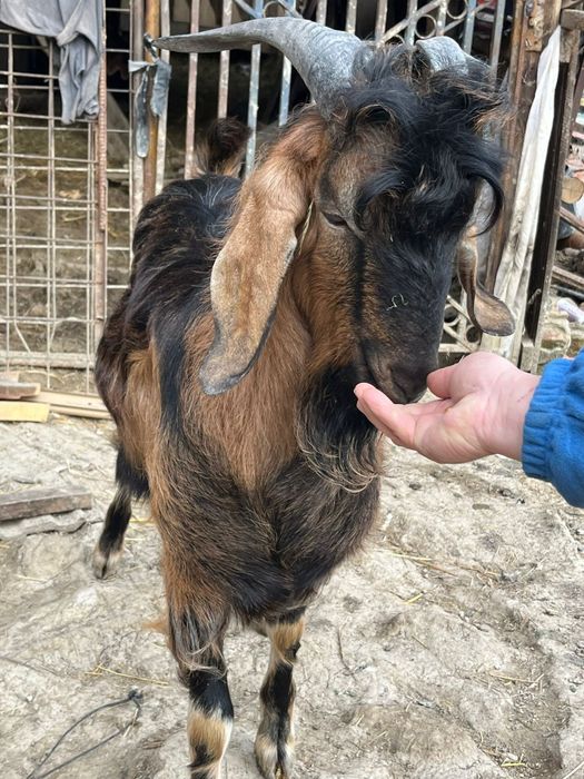 Vând ied , vârstă 1 an , 750 lei negociabil