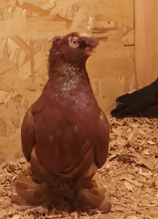 Продается голуби