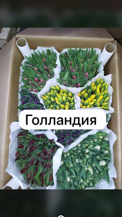 Крупный тюльпан в вашем городе самый крупный в казахстане