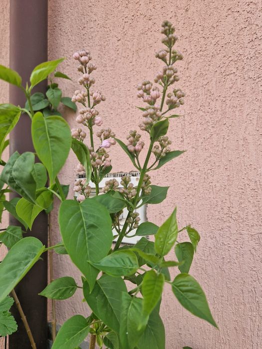 Arbusti ornamentali