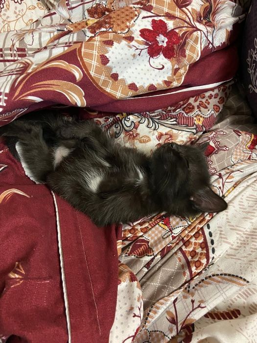 Отдам котят в добрые руки